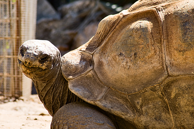 Tortoise