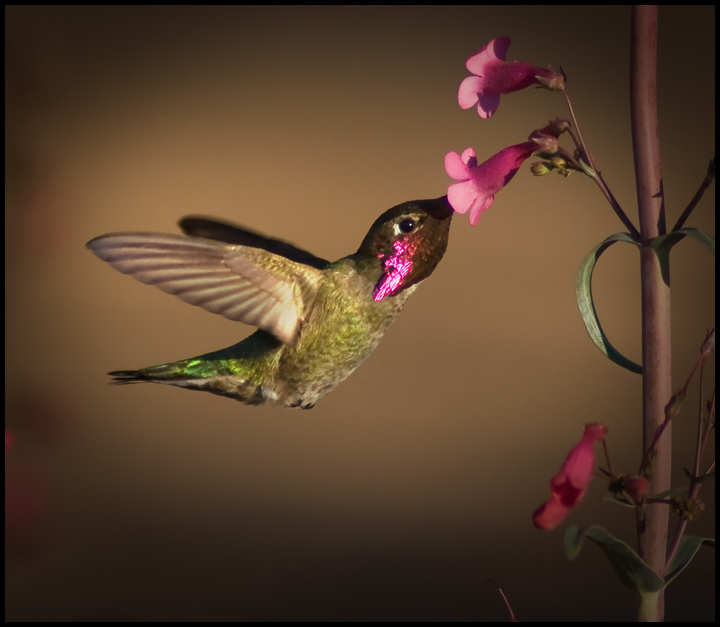 Humming-Bird-1.jpg