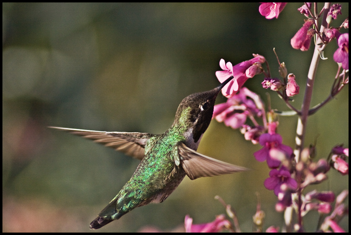 Humming-Bird-3.jpg