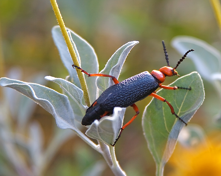 Red Bug 2