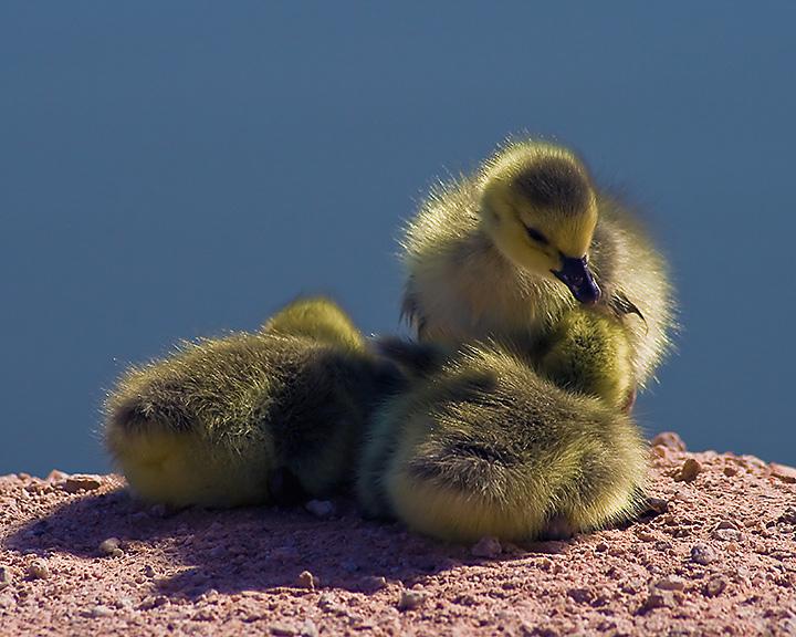 ducklings.jpg