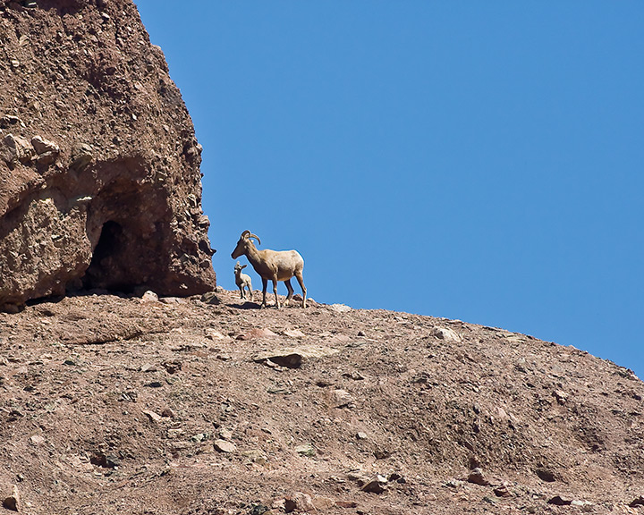 mountain-goat.jpg