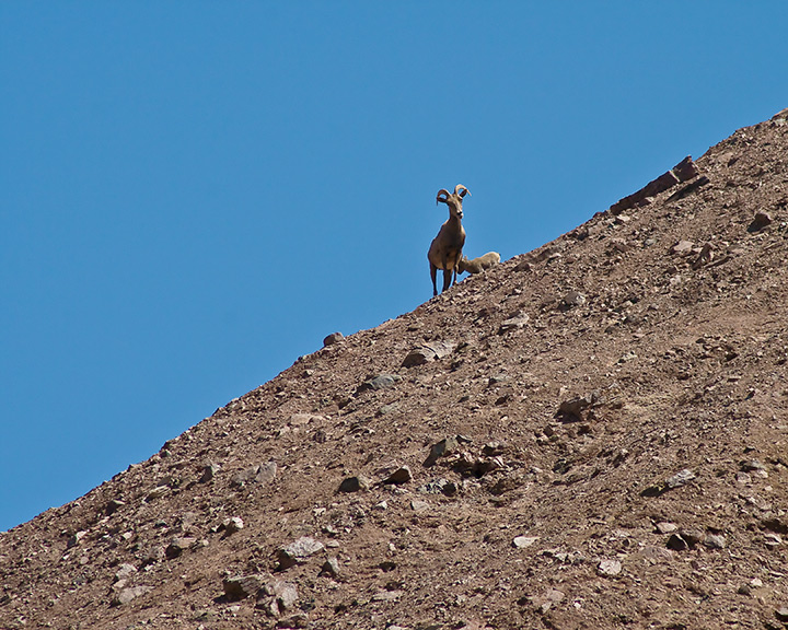 mountaingoat2.jpg