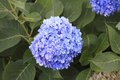 Blue Lady