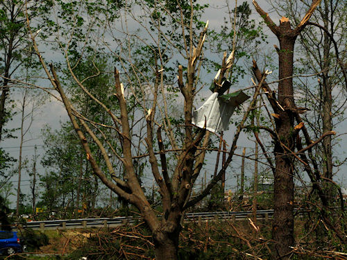 Metal speared on tree