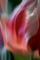 Abstract Tulip Texture