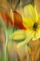 Abstract Brown-eyed Susans