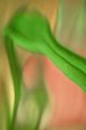 Abstract Daylily Leaf