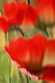 Three Abstract Red Blooms