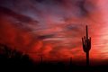 Sunset on Saguaro Cactus