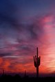 Saguaro Cactus at Sunset-Vertical