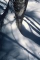 White Birch Tree and Tree Shadows in Winter
