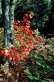 Fall in Frank's Backyard