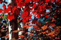 Fall Maple Leaves and White Birch Tree