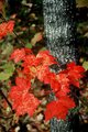 Fall Color-Crazy Quilt Maple Leaves