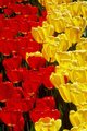 Red and Yellow Tulips