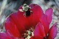 Bumblebee in Strawberry Hedgehog Cactus