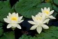 Three White Water Lilies