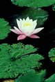Pink Water Lily