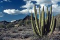 Organ Pipe Cactus National Monument
