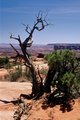 Twisted Tree in Red Rock State Park near Sedona, AZ