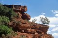 Bush on Rocks