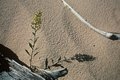 Sand Survivor-Whitefish Point near Paradise, MI