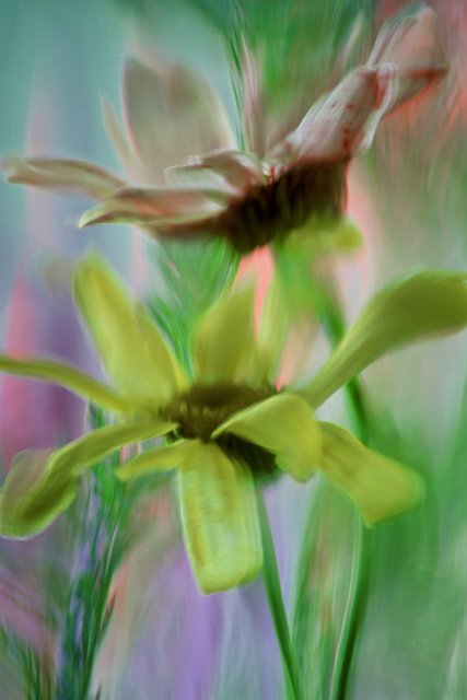 Abstract Watercolored Daisies