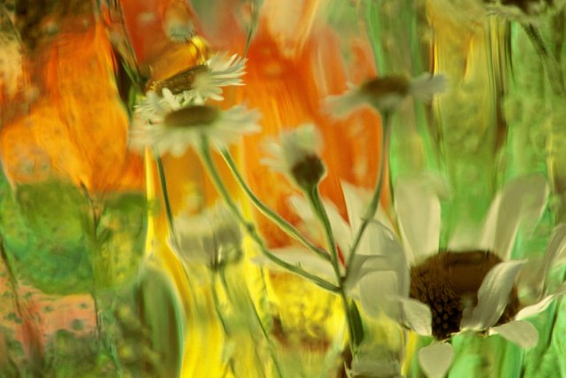 Abstract White Daisies