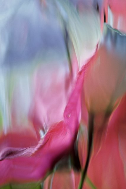 Abstract Pink and Blue Flowers
