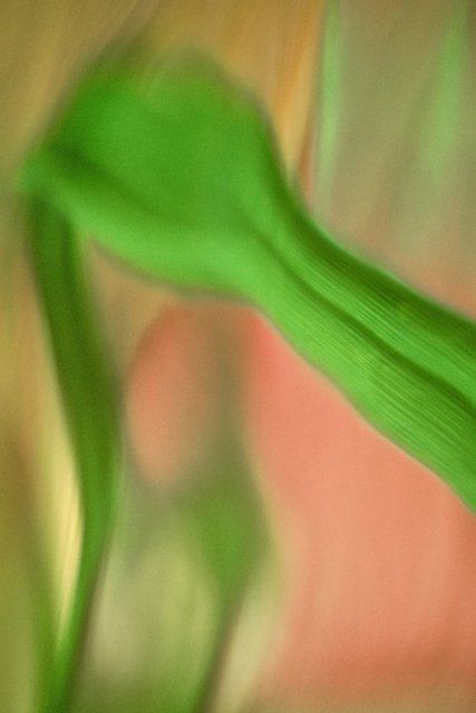 Abstract Daylily Leaf