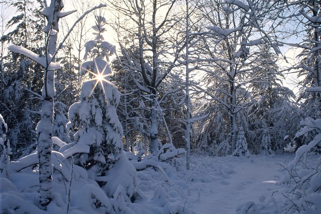 Christmas Star
