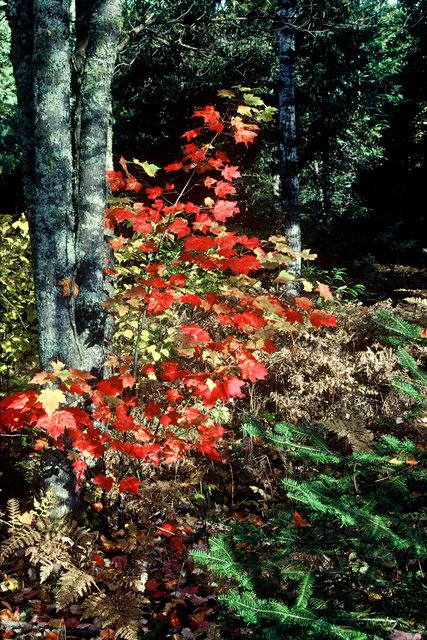 Fall in Frank's Backyard