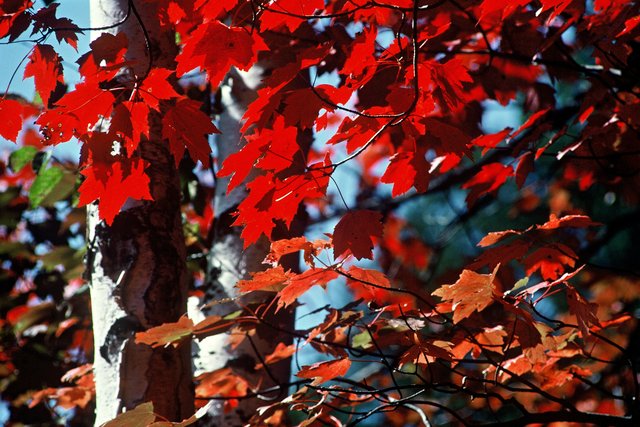 Fall Maple Leaves and White Birch Tree