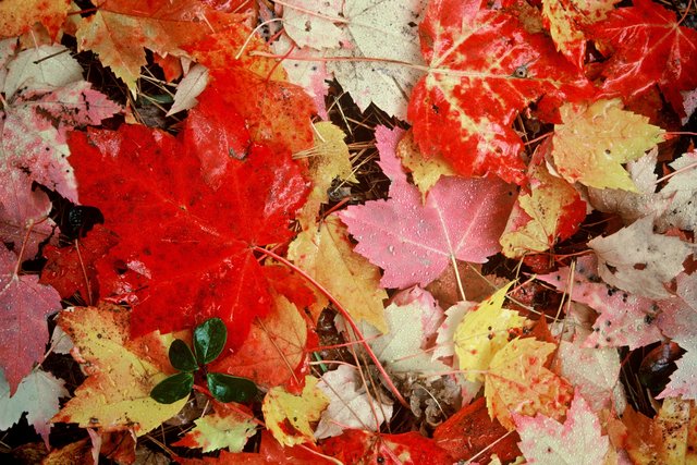 Fall Leaves after a Gentle Rain