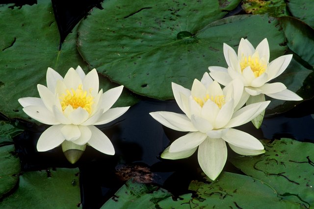 Three White Water Lilies