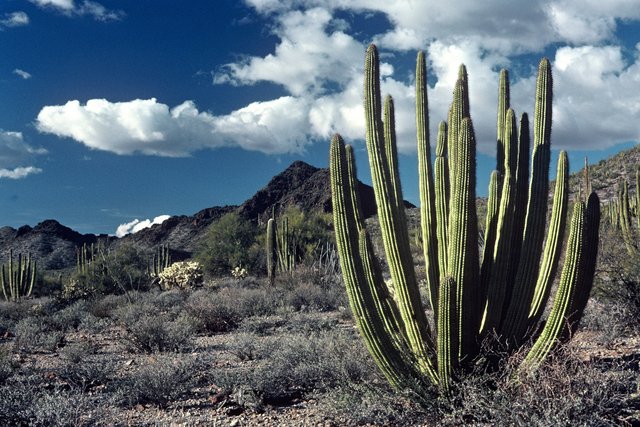 Organ Pipe Cactus National Monument