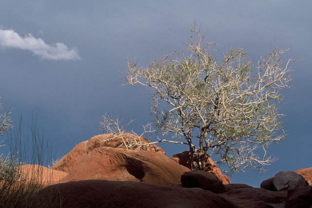Survivor-Valley of Fire State Park, NV 