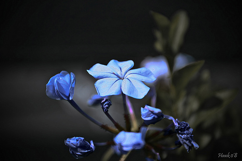 Behind blue eyes.jpg