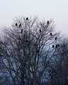 DPC-Eagle-tree.jpg
