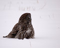 DPC-32c-feb12,05-owl-1149.jpg