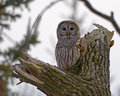 DPC-barred-owl-4039-10-x-8.jpg