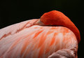 DPC-flamingo-(6)-edit.jpg