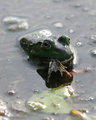 DPC-frog-eat-frog-2.jpg