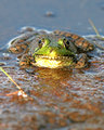 DPC-froggy-stairdown.jpg