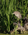 DPC-imature-black-crowned-n.jpg