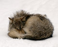 DPC-IMG_3975.jpg