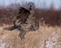 DPC-mar_o5,05-owl-0112.jpg