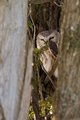 DPC-saw-whet-owl-07.jpg