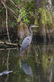 Gator + Bird=Lunch
